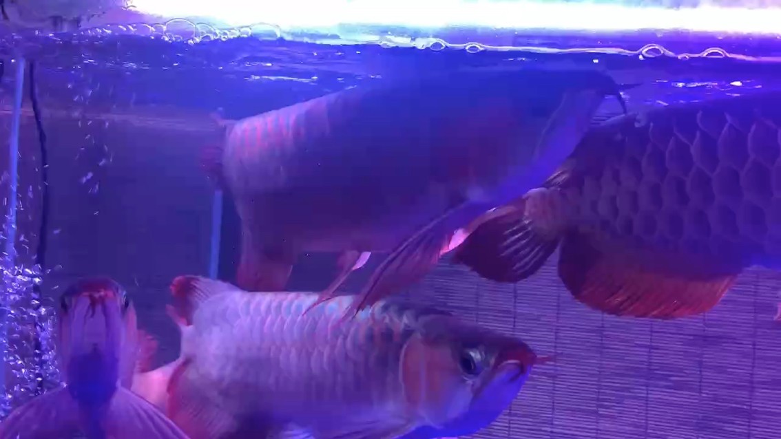 魚缸用增氧泵價格是多少:魚缸增氧機-xtrac增氧機-xtrac增氧機 變化大需留意,加熱棒提前備好保障 龍魚論壇 變化大需留意,加熱棒提前備好保障 變化大需留意,加熱棒提前備好保障 龍魚論壇