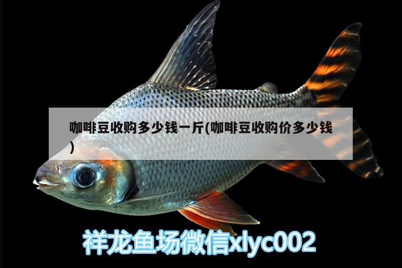 豆收購價揭秘，多少錢一斤受哪些