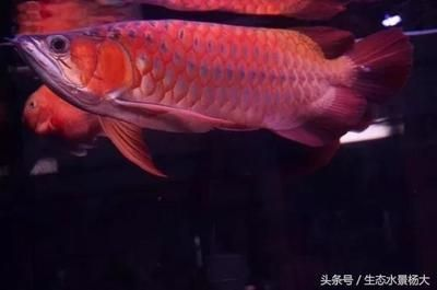 魚進食少緣由何在？ 魚進食少緣由何在？ 龍魚百科 第2張