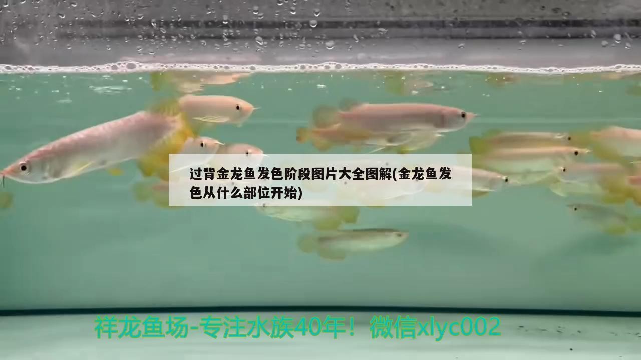 背金龍魚發色階段全解析，圖片圖解及