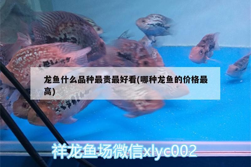 紅底黑龍旗的官方認(rèn)可度，紅底黑龍旗文化演變的簡明圖文指南 紅底黑龍旗的官方認(rèn)可度，紅底黑龍旗文化演變的簡明圖文指南 龍魚百科 第1張