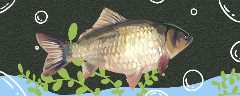 吃口太輕原因何在？ 吃口太輕原因何在？ 銀龍魚百科