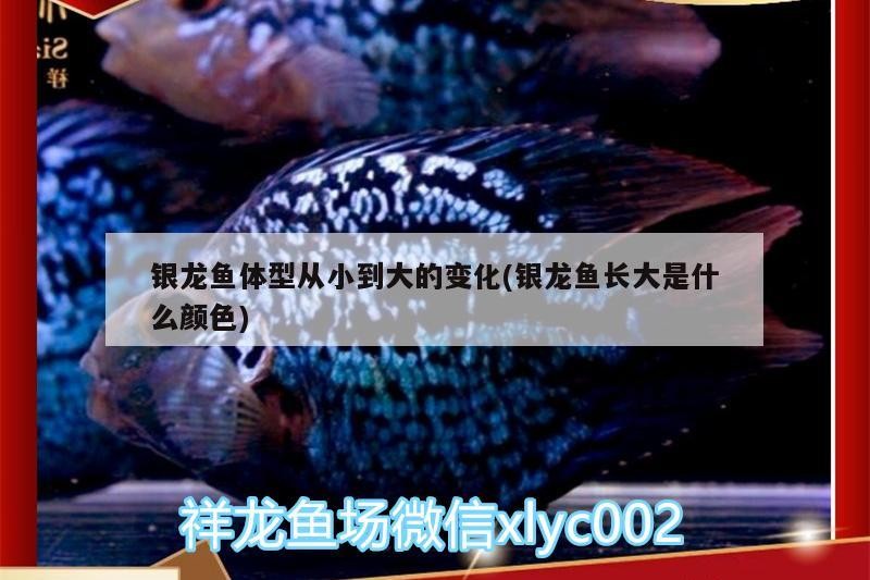 龍魚體型從小到大變化及長大顏色揭秘，成長過程全解析