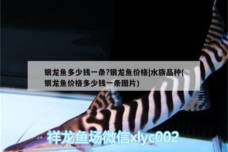 龍魚價格全解析，多少錢一條？