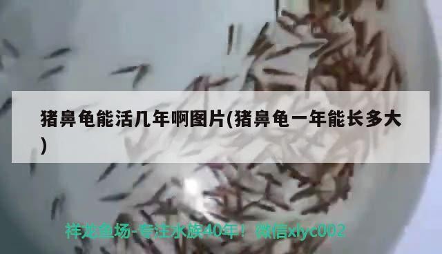 鼻龜壽命及生長，能活幾年？一年長多大？