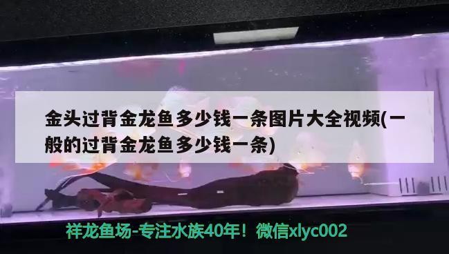 頭過背金龍魚價格及圖片視頻大全，普通過背金龍魚售價多少