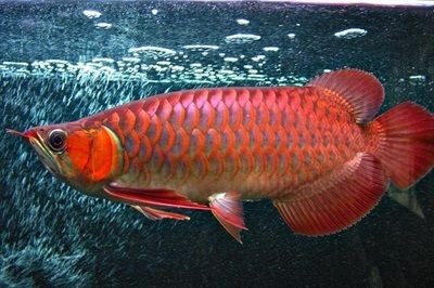 龍魚壽命揭秘，一般能活20-50年