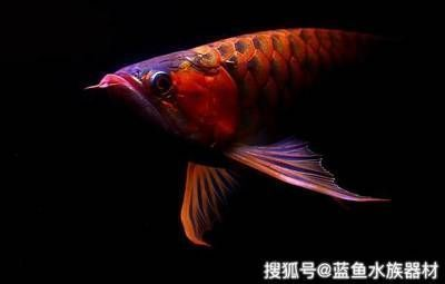魚喂顆粒飼料弊端凸顯，祥龍魚場養殖技術優勢 魚喂顆粒飼料弊端凸顯，祥龍魚場養殖技術優勢 vs祥龍魚場 第2張