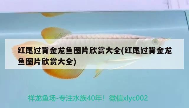 尾過背金龍魚圖片欣賞大全，領(lǐng)略其獨(dú)特魅力