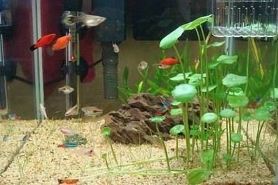 0cm魚缸養魚指南，熱帶魚與中型魚的適配