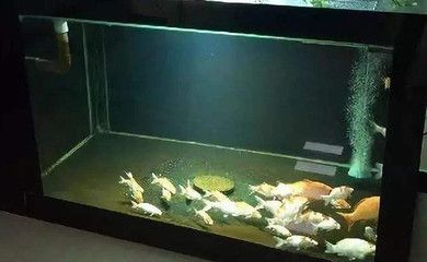 0cm魚缸養魚指南，熱帶魚與中型魚的適配