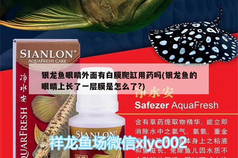 龍魚眼睛覆白膜且爬缸，是何緣由？