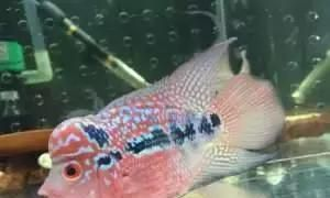 魟魚嘴巴周圍發紅之謎，探尋魟魚嘴巴周圍變