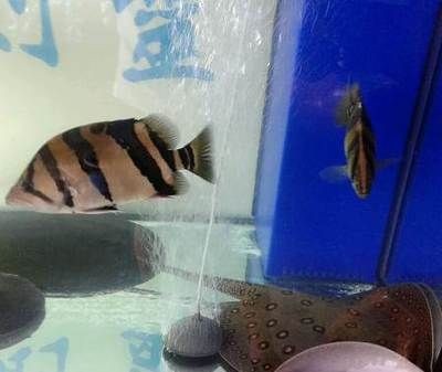 魚魟魚品種價格揭秘，公魚價格及市場行情全