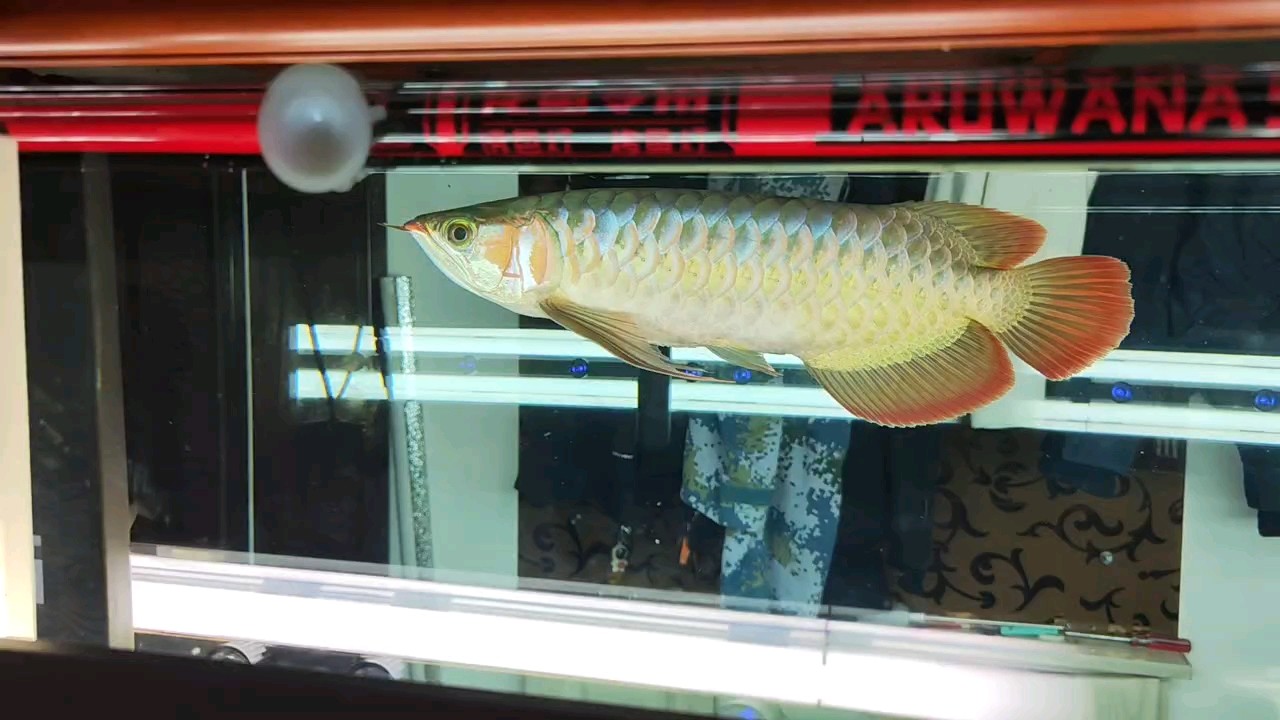 啥時候才能紅 啥時候才能紅 龍魚論壇