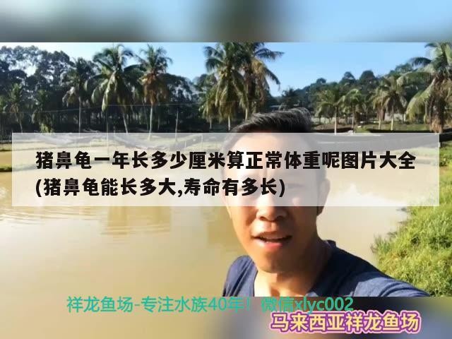 豬鼻龜一年長多少厘米算正常體重呢圖片大全(豬鼻龜能長多大,壽命有多長)