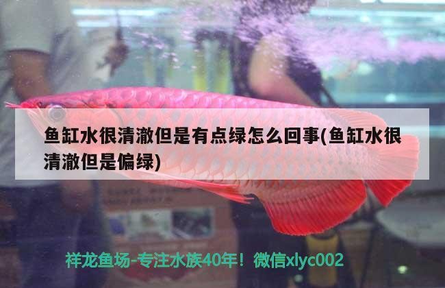 觀賞魚 魚缸水很清澈但是有點綠怎么回事(魚缸水很清澈但是偏綠) 金龍魚百科 魚缸水很清澈但是有點綠怎么回事(魚缸水很清澈但是偏綠) 魚缸水很清澈但是有點綠怎么回事(魚缸水很清澈但是偏綠) 金龍魚百科