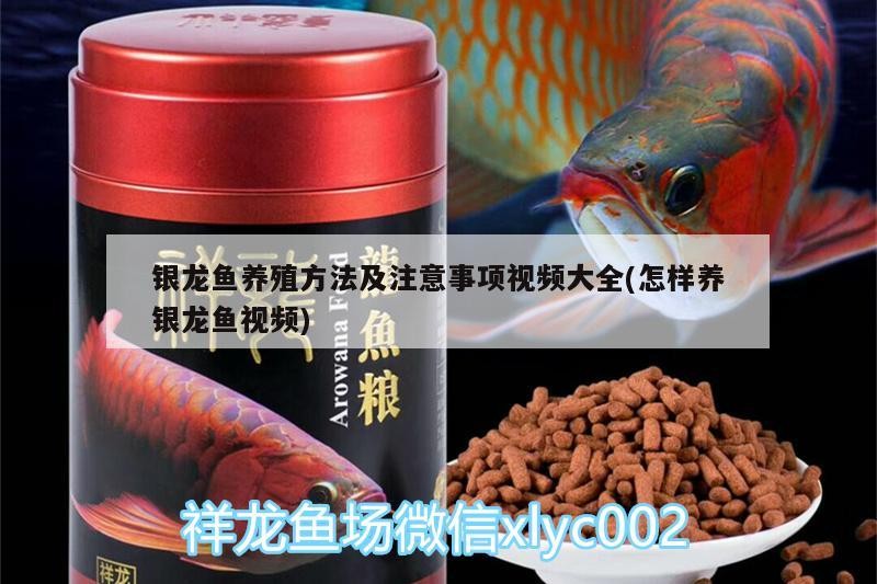 銀龍魚養(yǎng)殖方法及注意事項視頻大全(怎樣養(yǎng)銀龍魚視頻) 銀龍魚養(yǎng)殖方法及注意事項視頻大全(怎樣養(yǎng)銀龍魚視頻) 銀龍魚百科