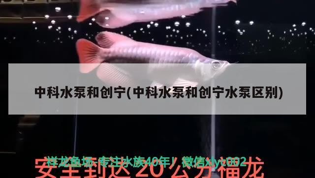 中科水泵和創(chuàng)寧(中科水泵和創(chuàng)寧水泵區(qū)別) 中科水泵和創(chuàng)寧(中科水泵和創(chuàng)寧水泵區(qū)別) 創(chuàng)寧水族