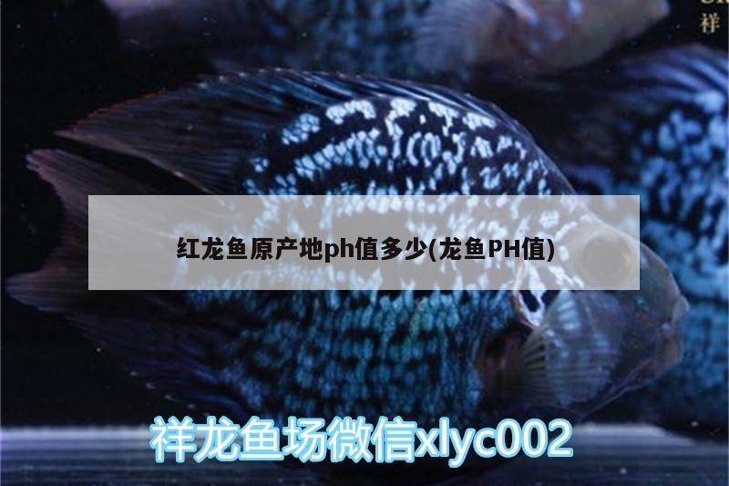 伊罕石英球多久更換一個：魚缸下濾改造最佳方法誰知道
