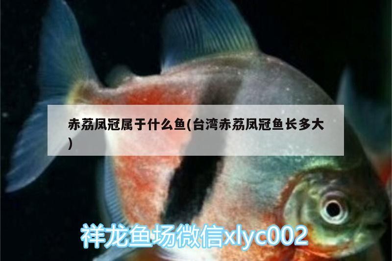 伊罕石英球多久更換一個：魚缸下濾改造最佳方法誰知道