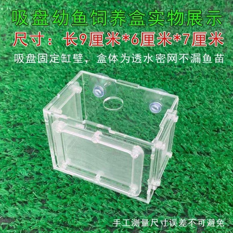 虎魚隔離盒放魚缸底部可以嗎：虎魚隔離盒在魚缸中的放置方式