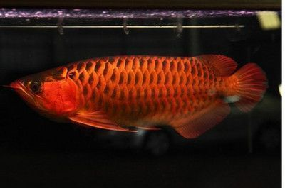 紅龍魚一般能長多大的：如何判斷紅龍魚是否健康生長