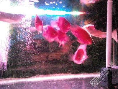 觀賞魚買賣網站（27篇觀賞魚買賣網站地址觀賞魚買賣網站地址）