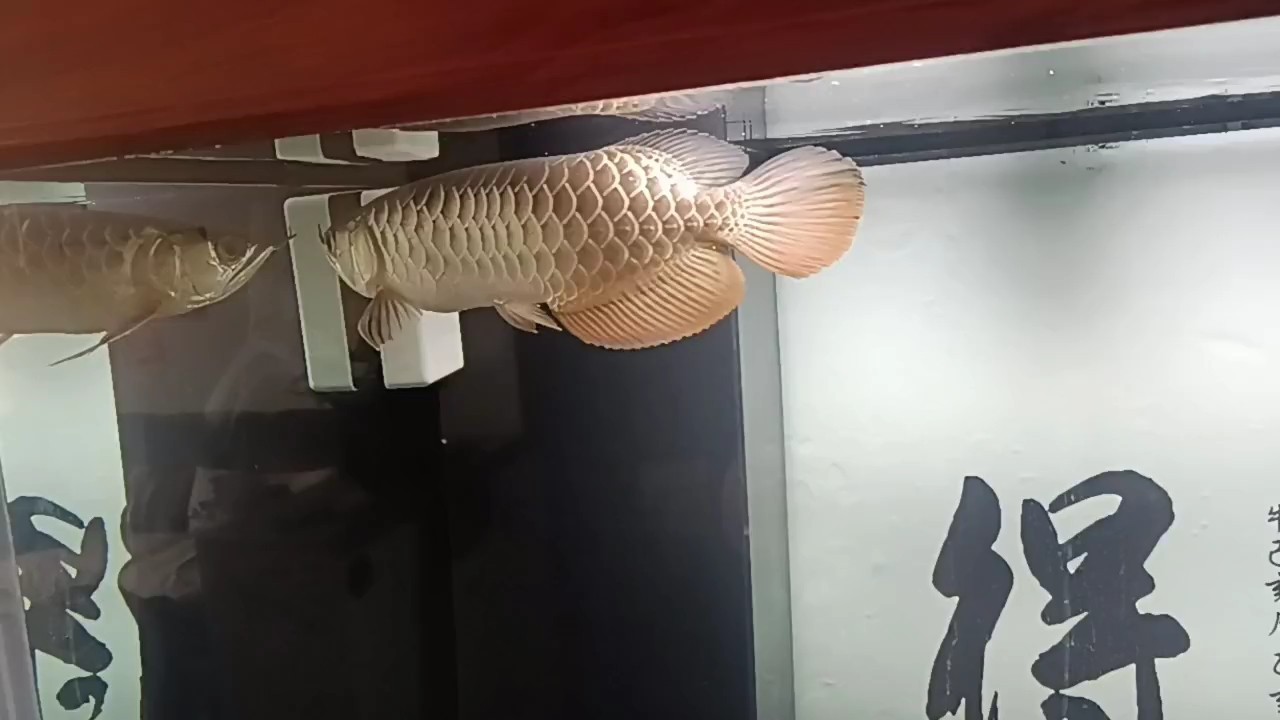 小金到家52天