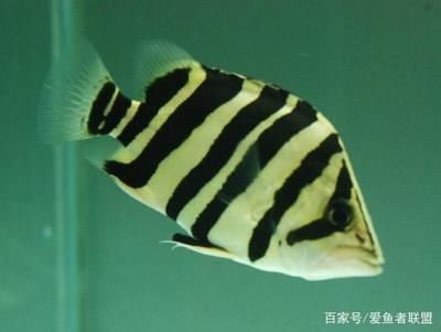 虎魚有些明有些暗怎么辦：如何改善虎魚體色 虎魚有些明有些暗怎么辦：如何改善虎魚體色 虎魚百科 第3張