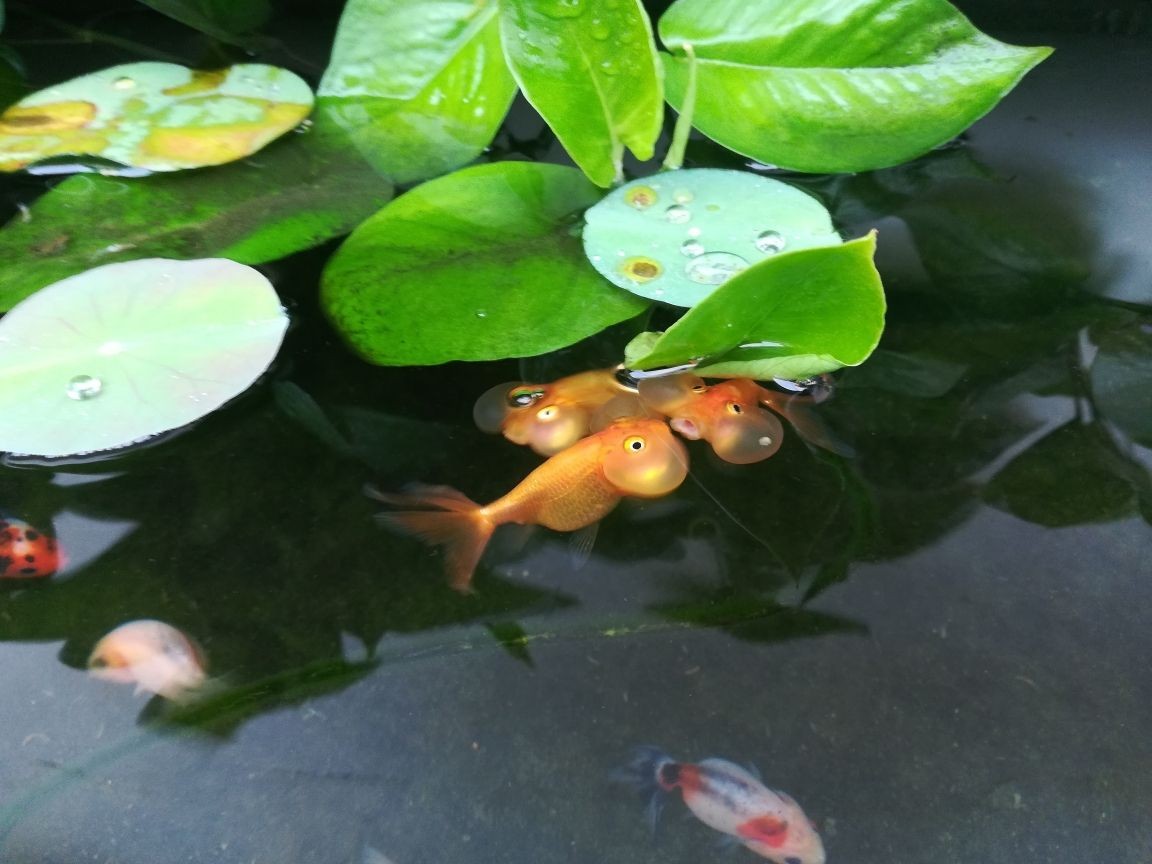 龍魚吃豬肉嗎_