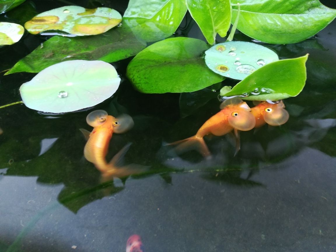 龍魚吃豬肉嗎_