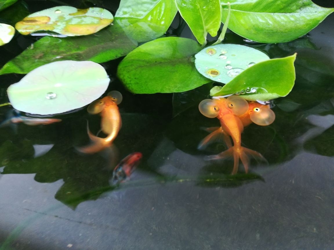 龍魚吃豬肉嗎_