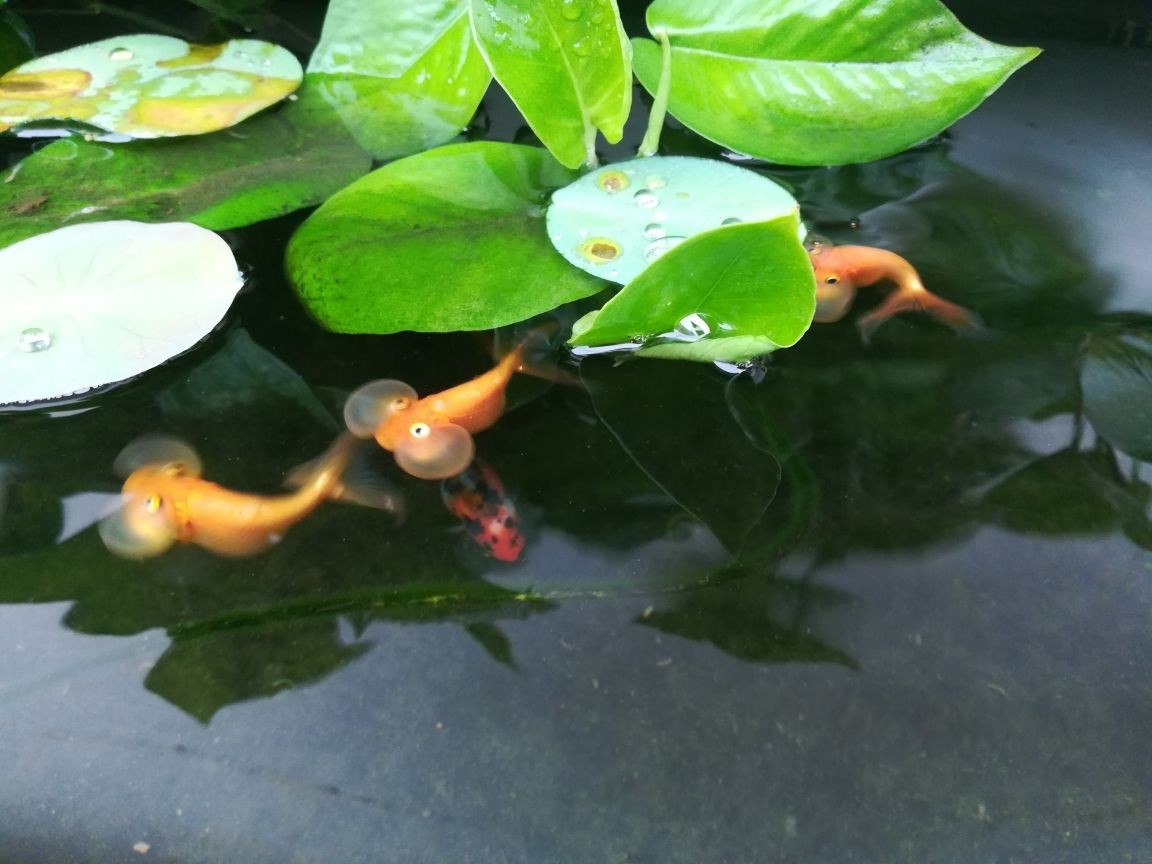 龍魚吃豬肉嗎_