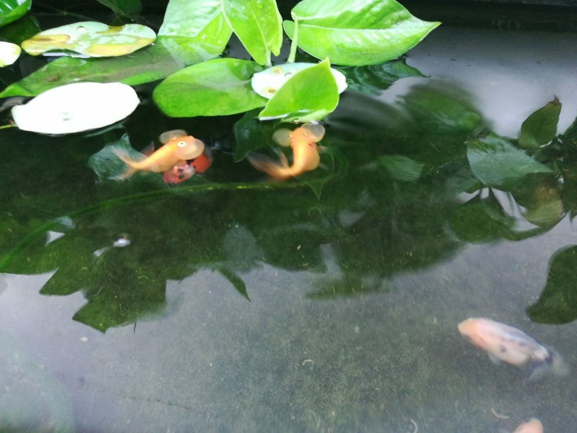 龍魚吃豬肉嗎_