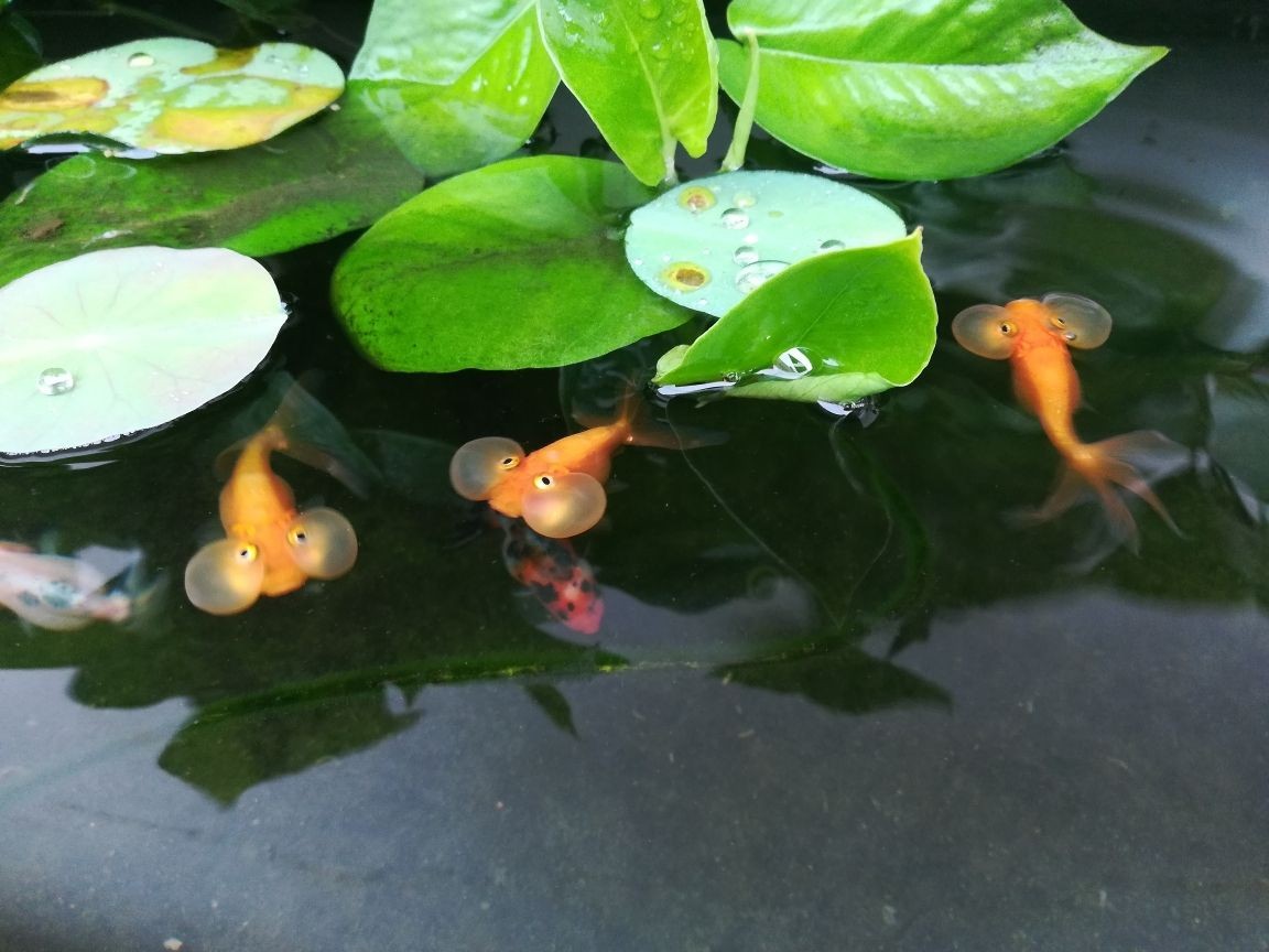 龍魚吃豬肉嗎_