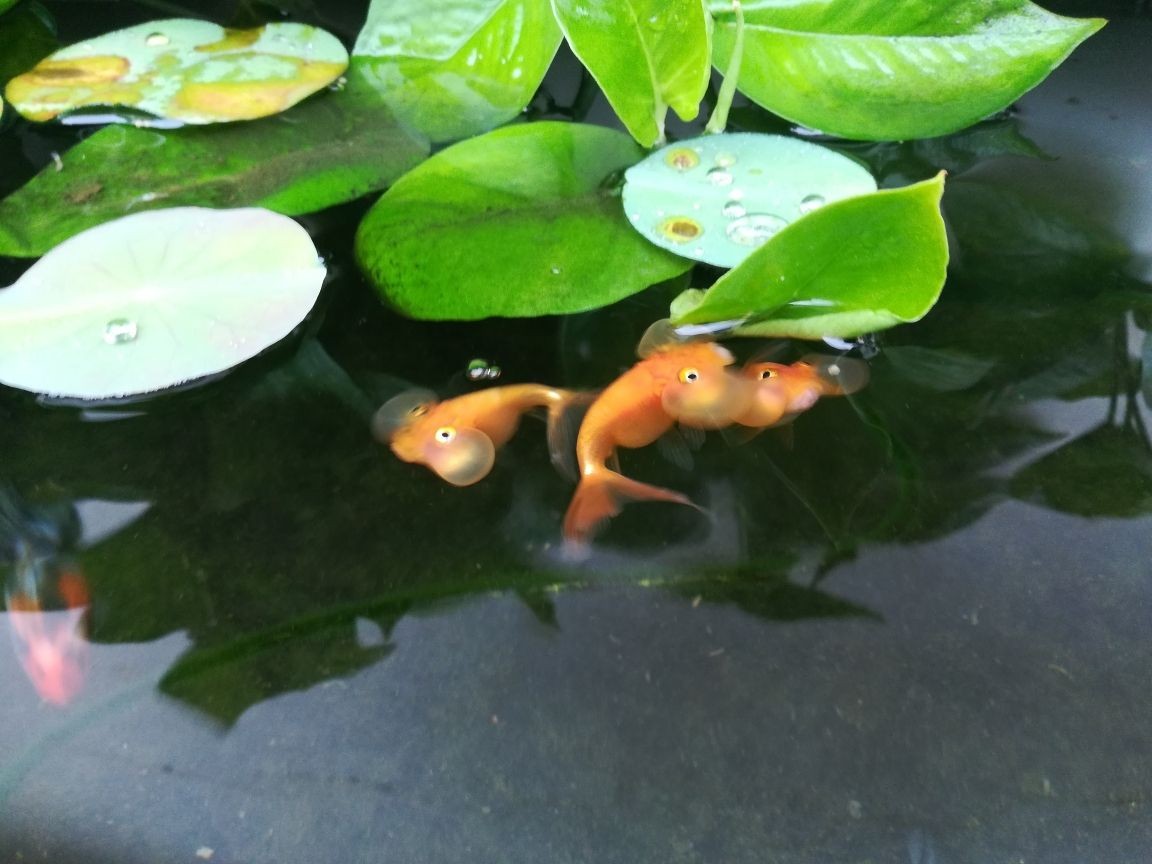 龍魚吃豬肉嗎_