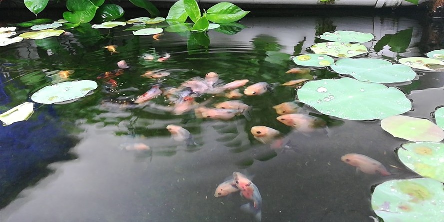 龍魚吃豬肉嗎_