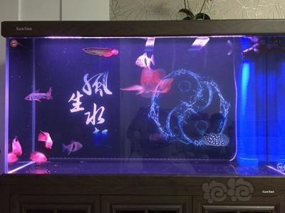 小虎魚有點蒙眼怎么辦：小虎魚出現蒙眼的情況，你可以參考以下的治療方法來確定