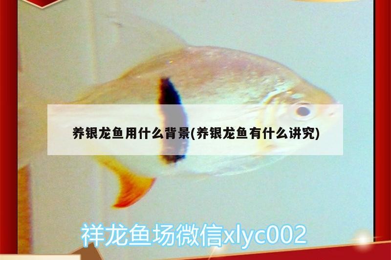 養銀龍魚用什么背景(養銀龍魚有什么講究)