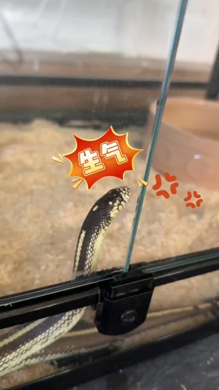 魚缸用增氧泵價格是多少:魚缸增氧機-xtrac增氧機-xtrac增氧機 小小寵物蛇 龍魚論壇 小小寵物蛇 小小寵物蛇 龍魚論壇