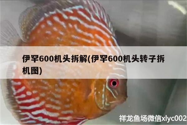 伊罕600機頭拆解(伊罕600機頭轉子拆機圖)