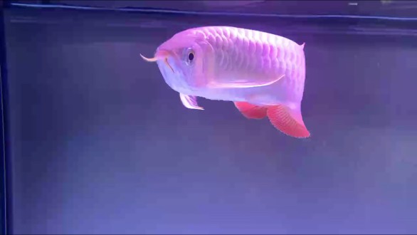 日常分享 美美與共！ 日常分享 美美與共！ 龍魚論壇
