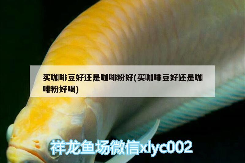 買咖啡豆好還是咖啡粉好(買咖啡豆好還是咖啡粉好喝)