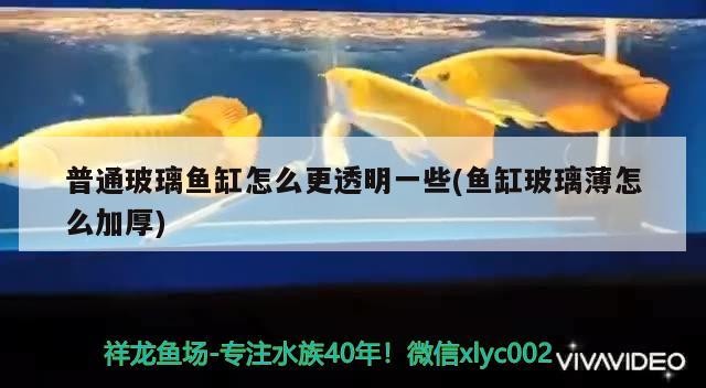 普通玻璃魚缸怎么更透明一些(魚缸玻璃薄怎么加厚) 普通玻璃魚缸怎么更透明一些(魚缸玻璃薄怎么加厚) 金龍魚百科