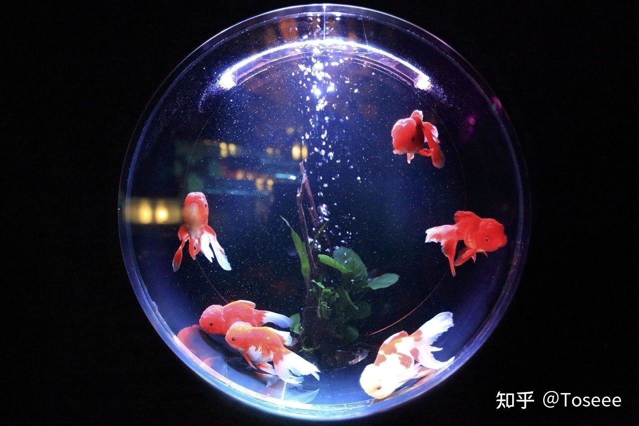 5公斤的魚缸:“5公斤的魚缸”的計算方法及計算方法及注意事項 魚缸百科 第1張 5公斤的魚缸:“5公斤的魚缸”的計算方法及計算方法及注意事項 5公斤的魚缸:“5公斤的魚缸”的計算方法及計算方法及注意事項 魚缸百科 第1張