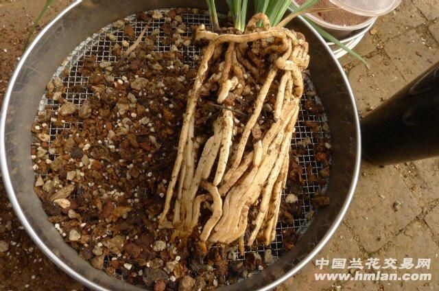 5公斤的魚缸：“5公斤的魚缸”的計算方法及計算方法及注意事項 5公斤的魚缸：“5公斤的魚缸”的計算方法及計算方法及注意事項 魚缸百科 第3張