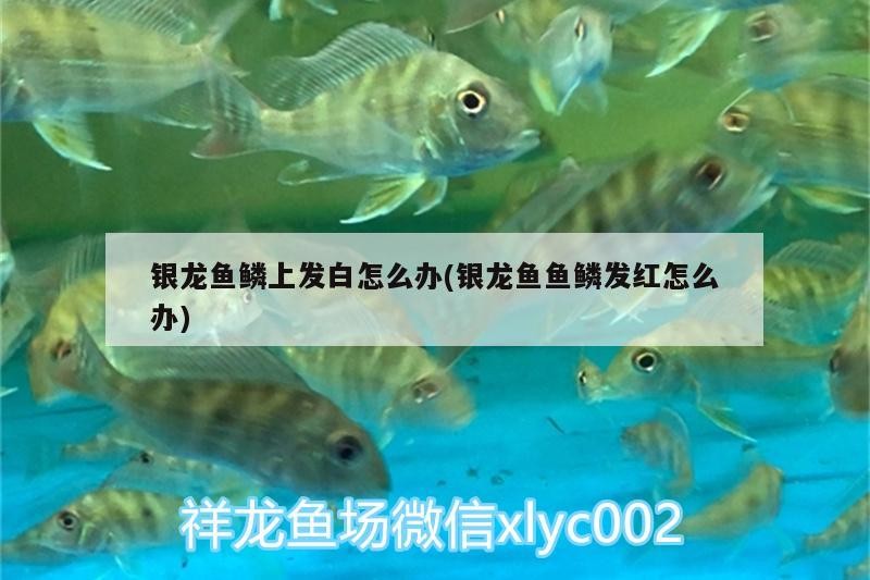 銀龍魚鱗上發白怎么辦(銀龍魚魚鱗發紅怎么辦)