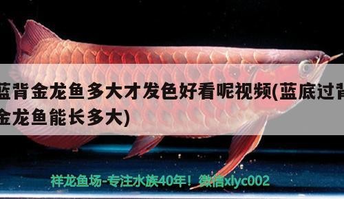 藍背金龍魚多大才發色好看呢視頻(藍底過背金龍魚能長多大)