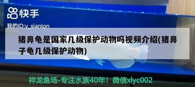 豬鼻龜是國家?guī)准壉Ｗo(hù)動(dòng)物嗎視頻介紹(豬鼻子龜幾級保護(hù)動(dòng)物)